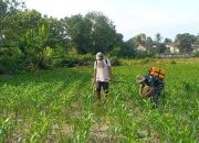 TNI dan Petani Bergandeng Tangan: Menuju Panen Jagung yang Optimal