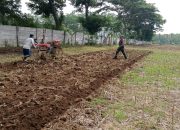 Babinsa Kodim 0822 Bondowoso Laksanakan Pendampingan Petani untuk Ketahanan Pangan di Desa Binaan
