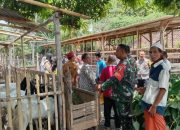 Dinas Peternakan Bondowoso dan Babinsa Serahkan Domba: Harapan Baru bagi Peternak