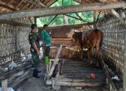 Babinsa Kawal Pemeriksaan Hewan Ternak, Pastikan Kesehatan Sapi Warga