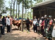 Bantuan Sapi Limusin Perkuat Perekonomian Desa Sukosari Lor