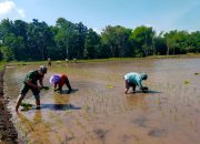Babinsa 0822 Terjun Langsung Dampingi Penanaman Padi untuk Swasembada Pangan