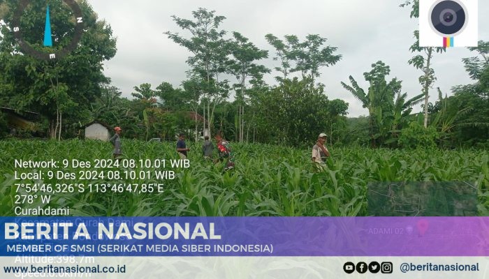 Inovasi Pertanian: Babinsa Koramil Curahdami Dampingi Penanaman Jagung Hibrida Q-11