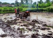 Babinsa Desa Petung Bondowoso Dampingi Penyiapan Lahan Tanam Padi