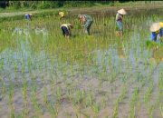 Serka Lugito Dampingi Petani Desa Koncer Kidul Bondowoso Tanam Padi Inpari 32