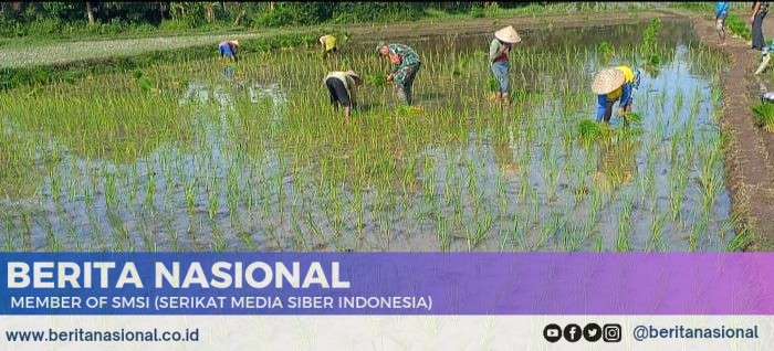 Serka Lugito Dampingi Petani Desa Koncer Kidul Bondowoso Tanam Padi Inpari 32