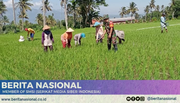 Babinsa Desa Mengok Bondowoso Dampingi Monitoring Pertumbuhan Padi dan Irigasi