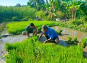 Babinsa Penang Dampingi Pemindahan Bibit Padi untuk Ketahanan Pangan