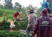Akses Jalan Tertutup Akibat Pohon Tumbang, Babinsa Pimpin Penanganan Cepat