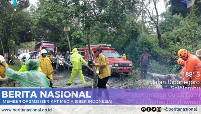 Personil pos Yan Polres Bondowoso Bersama Instansi Terkait Gerak Cepat Evakuasi Pohon Tumbang di Jalan