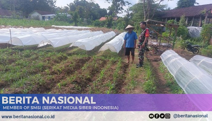 Babinsa Desa Pancoran Bondowoso Dorong Petani Jagung Tingkatkan Produksi