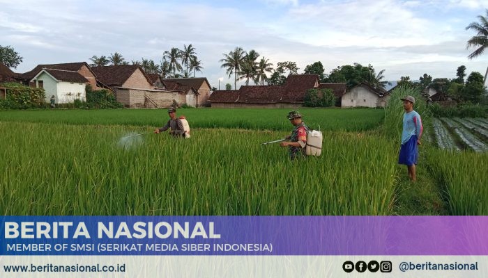 Babinsa Kodim 0822 Lakukan Pendampingan Penyemprotan Tanaman Padi di Dusun Kenanga Kabupaten Bondowoso