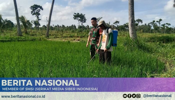 Babinsa Kelurahan Badean Dampingi Penyemprotan Pestisida pada Lahan Padi