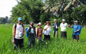 Babinsa Dawuhan Turun Langsung: Gardal Hama WBC Bersama Petani