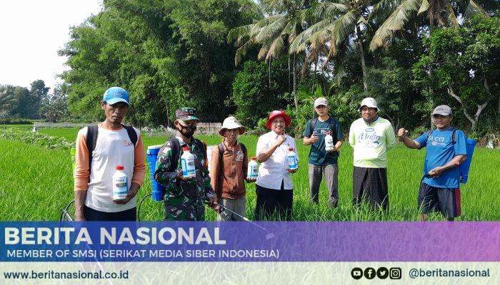 Babinsa Dawuhan Turun Langsung: Gardal Hama WBC Bersama Petani