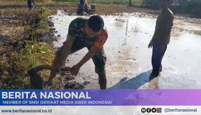 Pembajakan Sawah Milik Warga Desa Penang, Babinsa Kodim 0822 Bantu Meningkatkan Produktivitas Pertanian