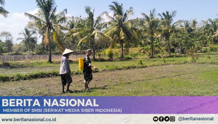 Babinsa 0822 Dampingi Penyemprotan Gulma di Sawah Desa Prajekan Kidul