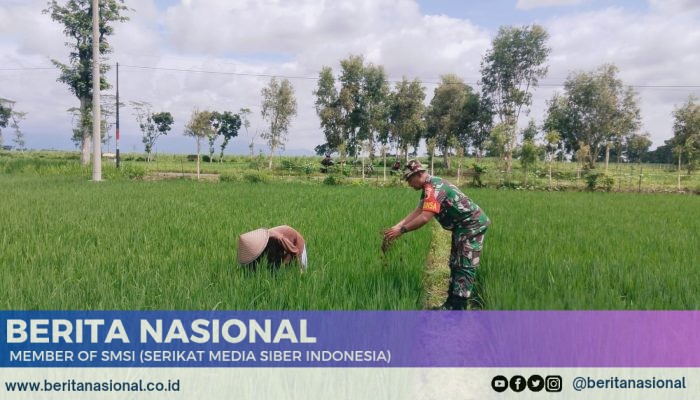 Babinsa dan Petani Grujugan: Menjaga Tanaman Padi, Membangun Kesejahteraan Bersama