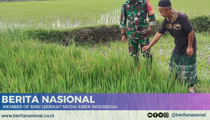 Babinsa Kodim 0822 dan Petani Bersinergi, Sosialisasikan Program Sergap