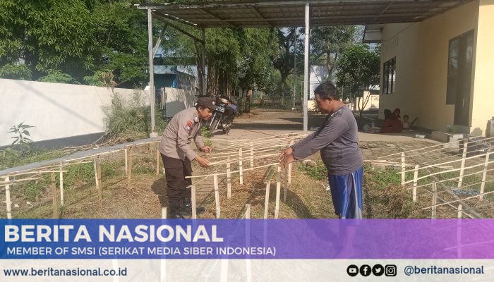 Gelorakan Swasembada Pangan Polisi Tanam Cabe di Lahan Polsek Tamankrocok Bondowoso