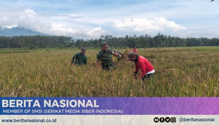 Bersama Rakyat Babinsa 0822 Wujudkan Hanpangan Dengan Turun ke Sawah