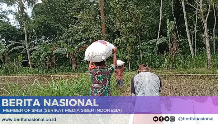 Panen Padi Capai 3 Ton, Babinsa 0822 dan Bulog Sinergi Dukung Ketahanan Pangan Di Kab Bondowoso