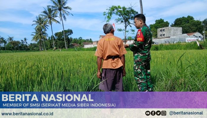 Babinsa Dampingi Petani Rawat Padi, Hasil Panen Diprediksi Melimpah!
