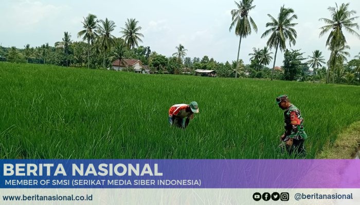 Panen Lebih Cepat Jadi Target! Babinsa Dampingi Petani di Dabasah.