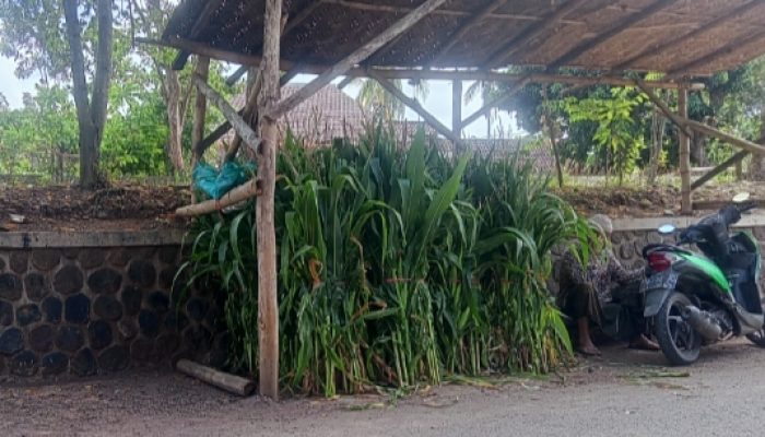 Sehari-hari Menjual Rumput, Penopang Ekonomi Keluarga Kecil di Desa
