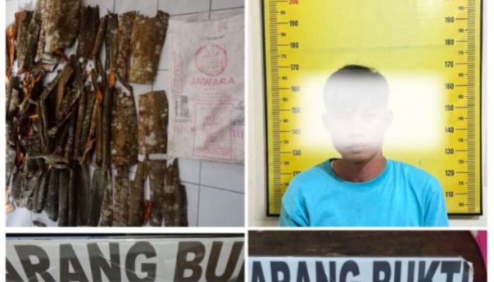 Polsek Pagaralam Utara Amankan Pencuri Kulit Kayu Manis Milik Warga